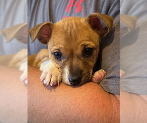 Chihuahua-Unknown Mix Dogs for adoption in Lakewood, CO, USA