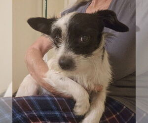 Mutt Dogs for adoption in Olalla, WA, USA