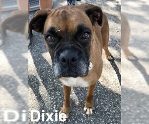 Boxer Dogs for adoption in Owatonna, MN, USA