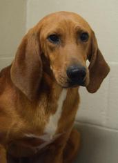 Redbone Coonhound Dogs for adoption in Brevard, NC, USA