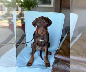 Doberman Pinscher-Unknown Mix Dogs for adoption in Turlock, CA, USA
