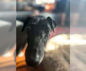 Greyhound Dogs for adoption in Cherry Hill, NJ, USA