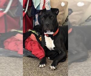 American Staffordshire Terrier Dogs for adoption in San Antonio, TX, USA