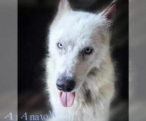 Huskies -Unknown Mix Dogs for adoption in Whitestone, NY, USA