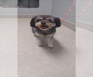 Maltese-Unknown Mix Dogs for adoption in Las Vegas, NV, USA