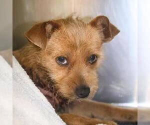 Mutt Dogs for adoption in San Antonio, TX, USA