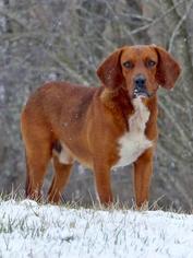 Small Beagle-Redbone Coonhound Mix