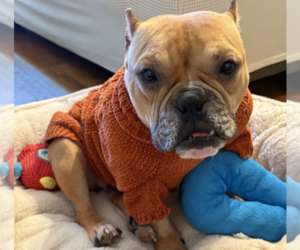 Bulldog-Unknown Mix Dogs for adoption in Brooklyn, NY, USA