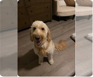 Goldendoodle Dogs for adoption in Coldwater, MI, USA