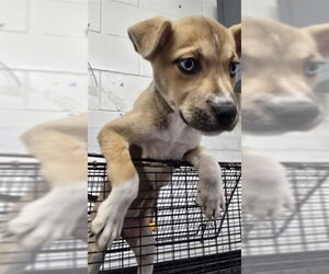 Siberian Husky-Unknown Mix Dogs for adoption in San Bernardino, CA, USA