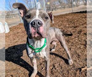American Pit Bull Terrier Dogs for adoption in Denver, CO, USA