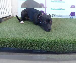 American Pit Bull Terrier Dogs for adoption in Orlando, FL, USA