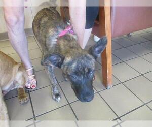 German Shepherd Dog-Unknown Mix Dogs for adoption in Ocala, FL, USA