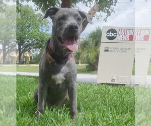 Small American Pit Bull Terrier-German Shepherd Dog Mix