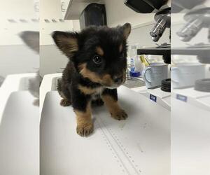 Mutt Dogs for adoption in Rosenberg, TX, USA