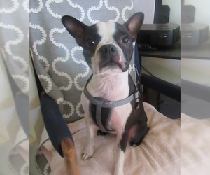 Boston Terrier Dogs for adoption in Apple Valley, CA, USA