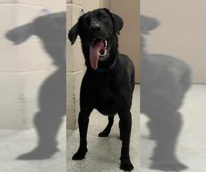 Labrador Retriever Dogs for adoption in Conroe, TX, USA