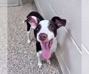 Jack Russell Terrier-Unknown Mix Dogs for adoption in Hilton Head, SC, USA