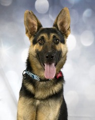 German Shepherd Dog Dogs for adoption in Gretna, NE, USA