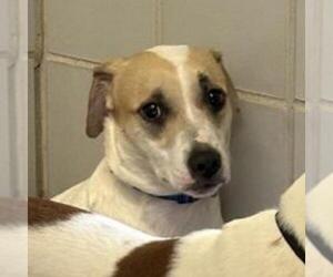 Pointer Dogs for adoption in San Antonio, TX, USA