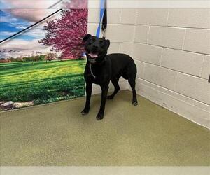American Pit Bull Terrier-Unknown Mix Dogs for adoption in Moreno Valley, CA, USA