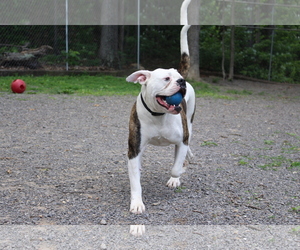 American Bulldog Dogs for adoption in Berkeley Springs, WV, USA