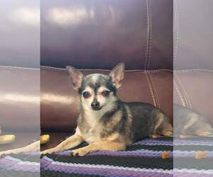 Medium Photo #1 Chihuahua Puppy For Sale in Wilmington, DE, USA