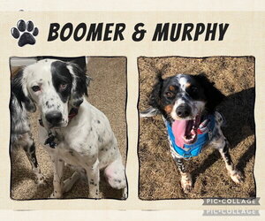 English Setter Dogs for adoption in Williamsburg, IA, USA