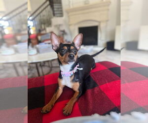 Rat Terrier Dogs for adoption in Rosenberg, TX, USA