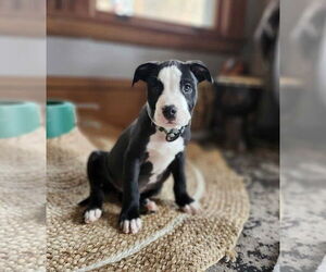 Mutt Dogs for adoption in pomfret, CT, USA