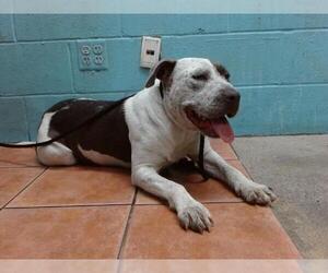 American Pit Bull Terrier Dogs for adoption in Downey, CA, USA
