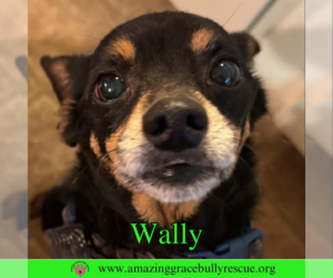Chiweenie Dogs for adoption in Pensacola, FL, USA