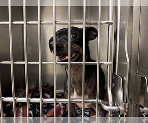 Chiweenie Dogs for adoption in Decatur, IL, USA