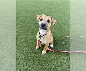 Black Mouth Cur-Unknown Mix Dogs for adoption in Boston, MA, USA