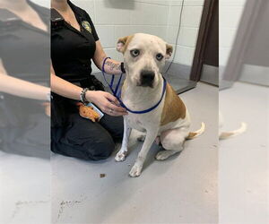 Siberian Husky-Unknown Mix Dogs for adoption in Corpus Christi, TX, USA