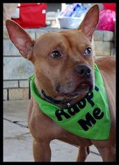American Pit Bull Terrier Dogs for adoption in Strongsville, OH, USA
