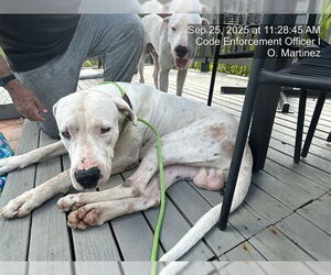 Dogo Argentino Dogs for adoption in Naples, FL, USA