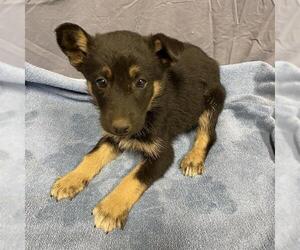 German Shepherd Dog-Unknown Mix Dogs for adoption in Modesto, CA, USA