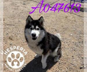 Alaskan Malamute Dogs for adoption in HESPERIA, CA, USA