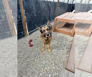 German Shepherd Dog Dogs for adoption in Frisco, CO, USA