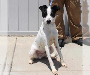 Whippet Dogs for adoption in Pendleton, NY, USA