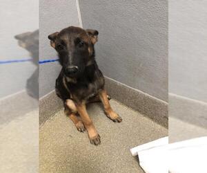 German Shepherd Dog-Unknown Mix Dogs for adoption in Las Vegas, NV, USA