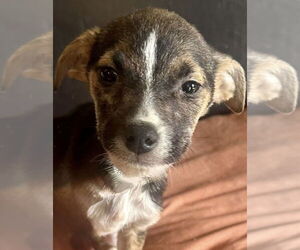 Jack Russell Terrier Dogs for adoption in San Diego, CA, USA