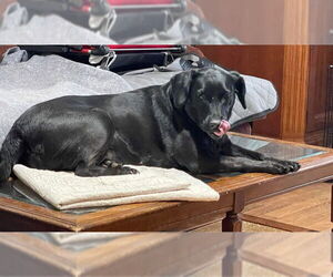 Beagle-Unknown Mix Dogs for adoption in Hedgesville, WV, USA