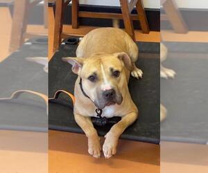 Staffordshire Bull Terrier-Unknown Mix Dogs for adoption in Newnan, GA, USA