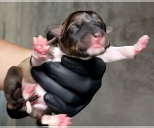 American Pit Bull Terrier-German Shepherd Dog Mix Dogs for adoption in San Bernardino, CA, USA