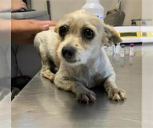 Chihuahua-Unknown Mix Dogs for adoption in Visalia, CA, USA