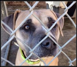 Boxer Dogs for adoption in Saint Louis, MO, USA