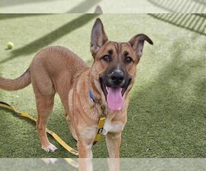 German Shepherd Dog-Unknown Mix Dogs for adoption in Las Vegas, NV, USA