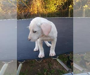 Mutt Dogs for adoption in The Woodlands, TX, USA